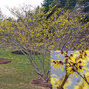 3233828_hamamelis_arnold_promise_06
