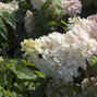 6253108_hydrangea_grandiflora_02