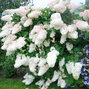 6253108_hydrangea_grandiflora_03