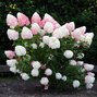 52544792_hydrangea_living_pink_rose_r_02