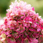 5254480_hydrangea_living_pinky_promise_r_01