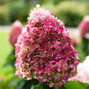 5254480_hydrangea_living_pinky_promise_r_02