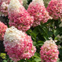 5254480_hydrangea_living_pinky_promise_r_03