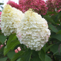 5254480_hydrangea_living_pinky_promise_r_05