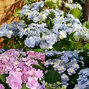 3212706_hydrangea_m_3