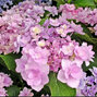 3233834_hydrangea_macrophylla_youme_forever_pink_01