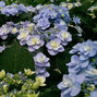 3233834_hydrangea_macrophylla_youme_forever_pink_02