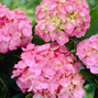 3233834_hydrangea_macrophylla_youme_forever_pink_03