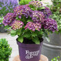 3233952_hydrangea_macrophylla_youme_forever_purple_01