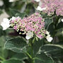 3233874_hydrangea_m