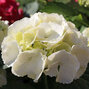 3212709_hydrangea_m_3