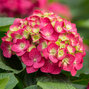 4254665_hydrangea_m