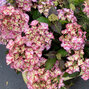 3253871_hydrangea_m_2