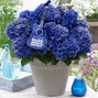 3253845_hydrangea_mc_blue_boogie_woogie_01