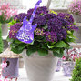3253848_hydrangea_mc_deep_purple_dance_01