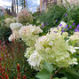 8222711_hydrangea_polar_bear_02