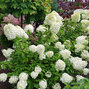 8222711_hydrangea_polar_bear_05