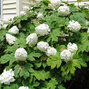 3223413_hydrangea_quercifolia_snow_queen_02