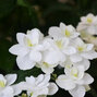 3223298_hydrangea_serr