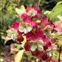 3223298_hydrangea_serr_2