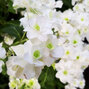 3223298_hydrangea_serr_4