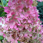 3250920_hydrangea_vanille_fraise_05