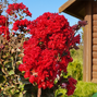 7254745_lagerstroemia_concy_red_01