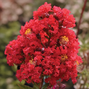 7254745_lagerstroemia_concy_red_02