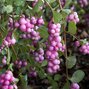 8241572_symphoricarpos_magic_berry_01
