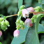 8241572_symphoricarpos_magic_berry_02