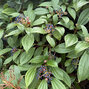 5252536_viburnum_blue_muffin_01