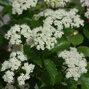 5252536_viburnum_blue_muffin_02