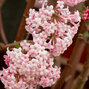 3241953_viburnum_dawn_02