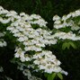 02201576_viburnum_watanabe_04