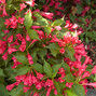 09202345_weigela_lucifer_02