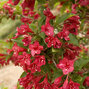 09202345_weigela_lucifer_03