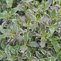 3222537_weigela_monet_01