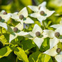 4222698_cornus_kousa_chinensis_01
