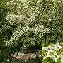 4222698_cornus_kousa_chinensis_04