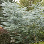 3244190_eucalyptus_cinerea_01