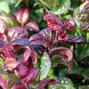3253414_leucothoe_curly_red_01