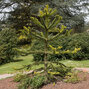 3253799_araucaria_araucana_02