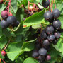 2232508_amelanchier_greatberry_garden_01