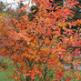 6251998_amelanchier_northline_03