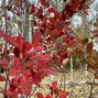 5254513_amelanchier_rainbow_pillar_03