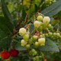 3244189_arbutus_compacta_02