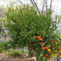 3244189_arbutus_compacta_06
