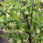 04200172_lonicera_blaue_triumph_01