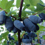 04200172_lonicera_blaue_triumph_02