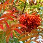 4223391_sorbus_dodong_01